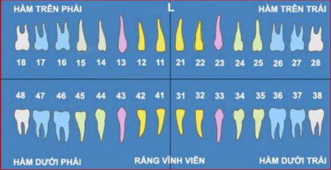 Cách đếm răng nha khoa - Nha Khoa Tâm Sài Gòn
